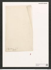 Diatomeae indet. (de-Toni-Nr.: Species 2086 var. ?) Zeichnungen Sammlung Grunow (NHMW-BOT-W0372545)